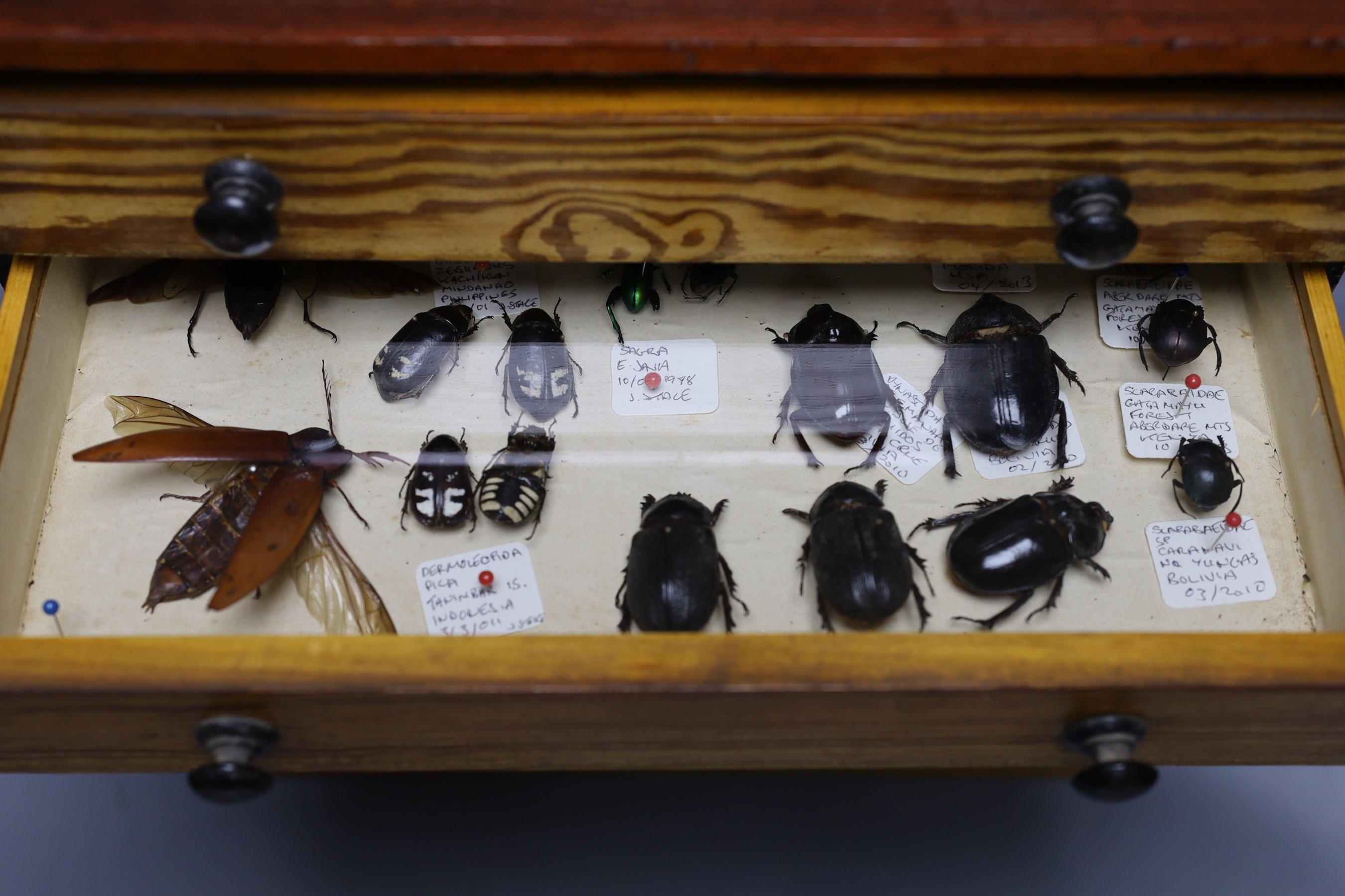 Entomology and Herpetology - a collection of beetle, insect, amphibian, reptile and skeleton specimens, the majority 1990s or later, in a pitch pine chest of six drawers